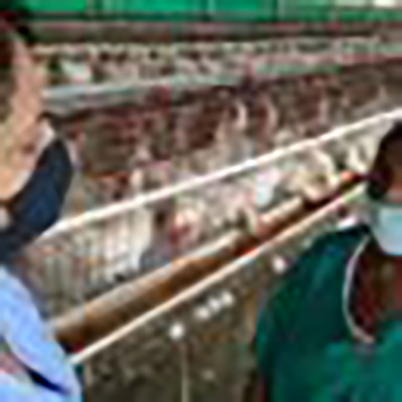 María Consuelo Baeza Martín, integrante del Secretariado de la Central de Trabajadores de Cuba, en la Unidad Empresarial de Base Avícola José Antonio Labrador, en Artemisa