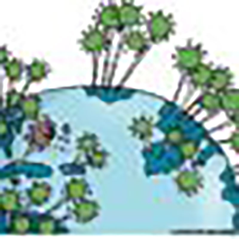 Geografía de la COVID-19