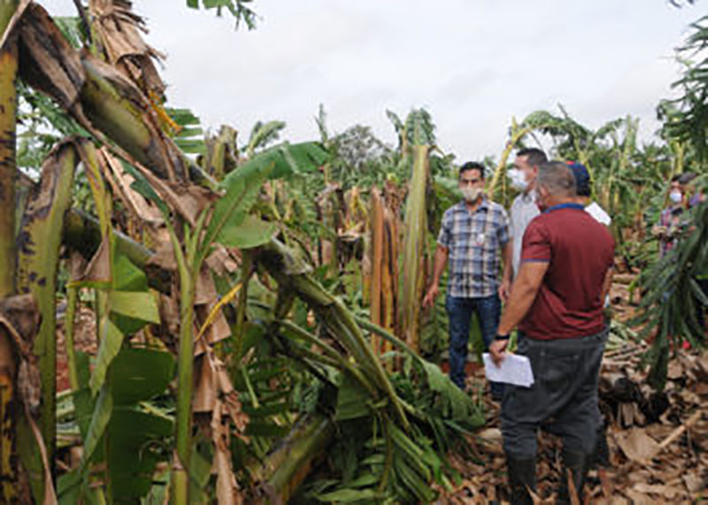 Artemisa después de Laura