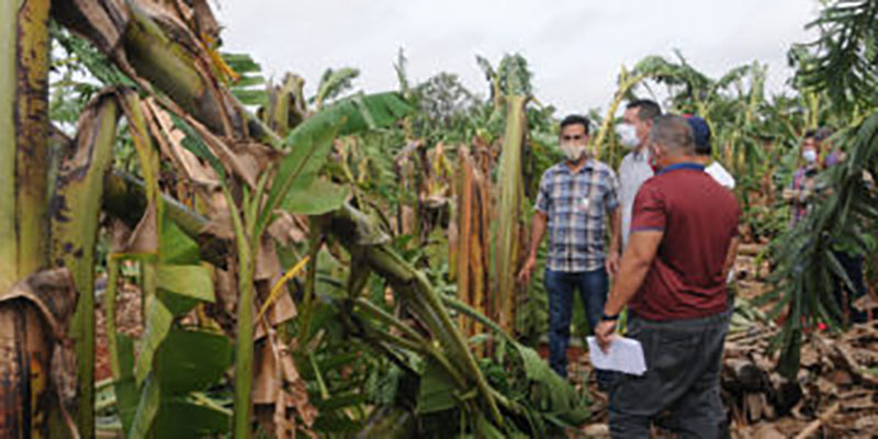 Artemisa después de Laura