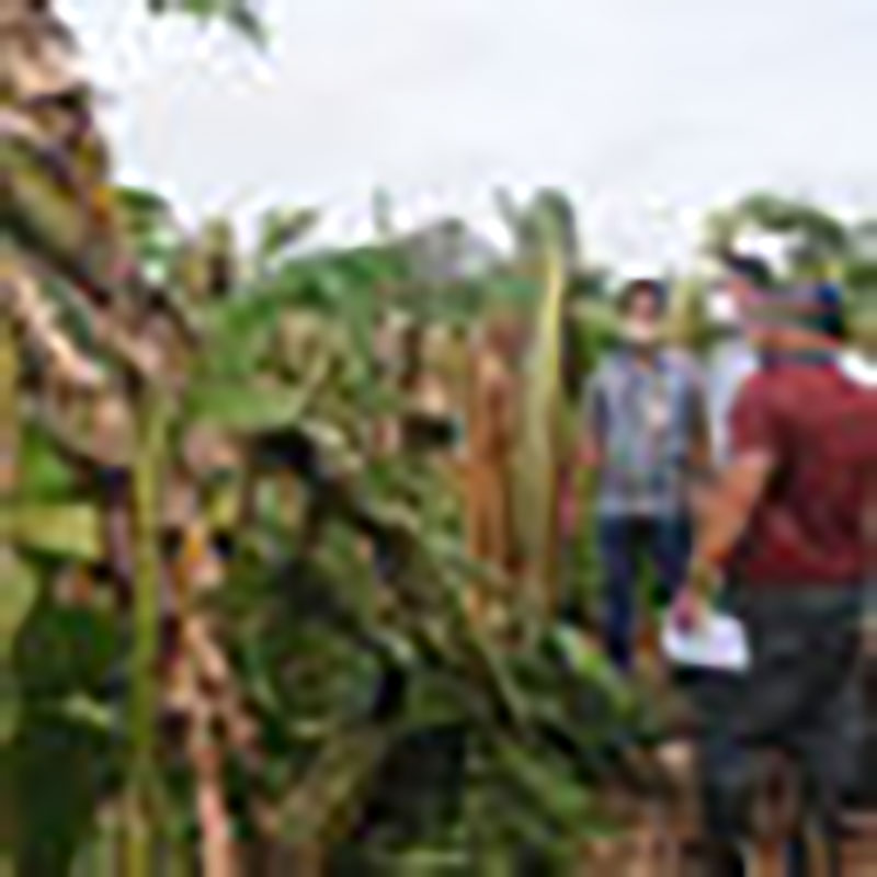 Artemisa después de Laura