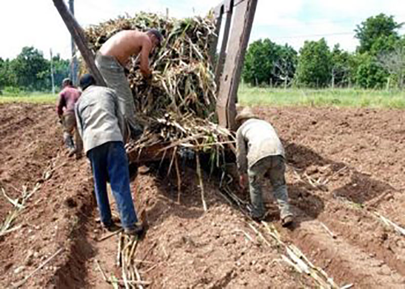 Siembra de caña Foto: ACN