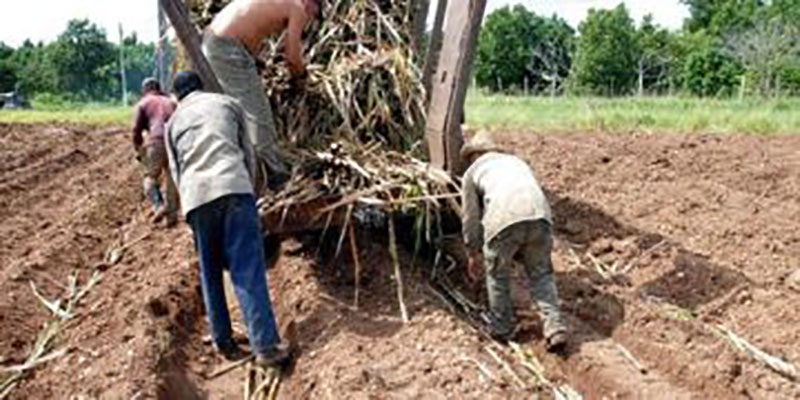 Siembra de caña Foto: ACN
