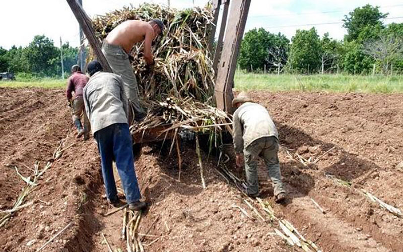 Siembra de caña Foto: ACN
