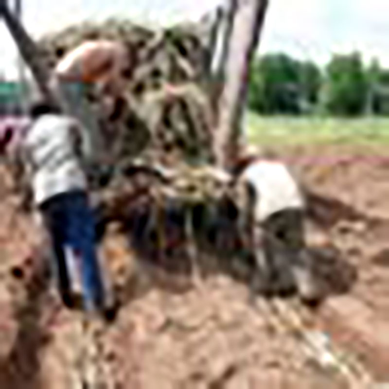 Siembra de caña Foto: ACN