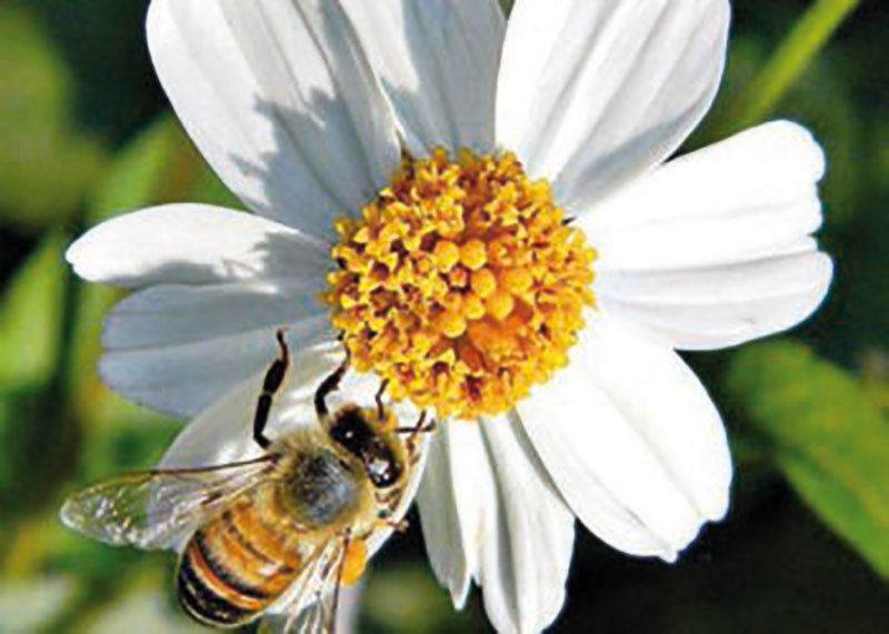 El romerillo tiene muy buenos efectos sobre nuestra salud