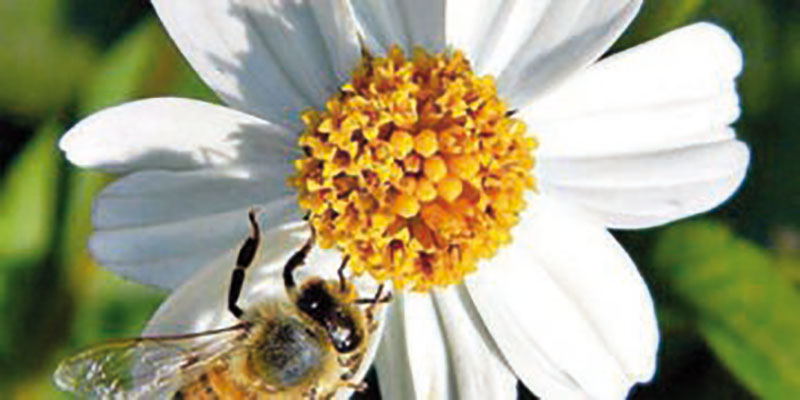 El romerillo tiene muy buenos efectos sobre nuestra salud