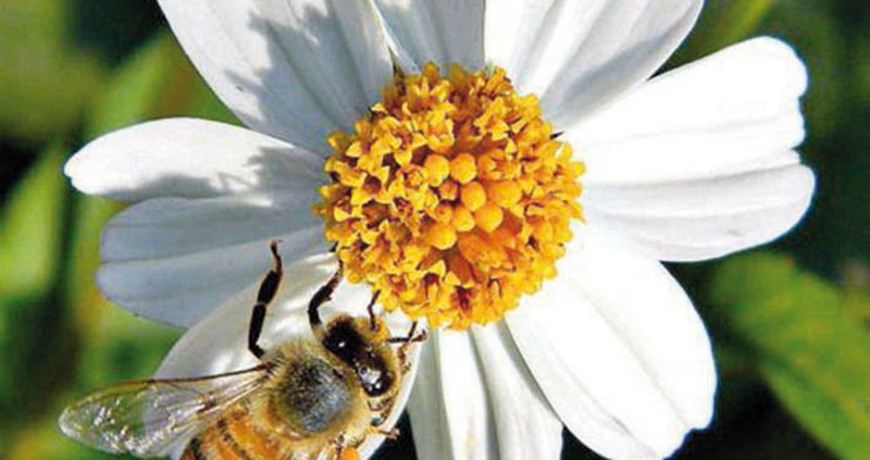 El romerillo tiene muy buenos efectos sobre nuestra salud