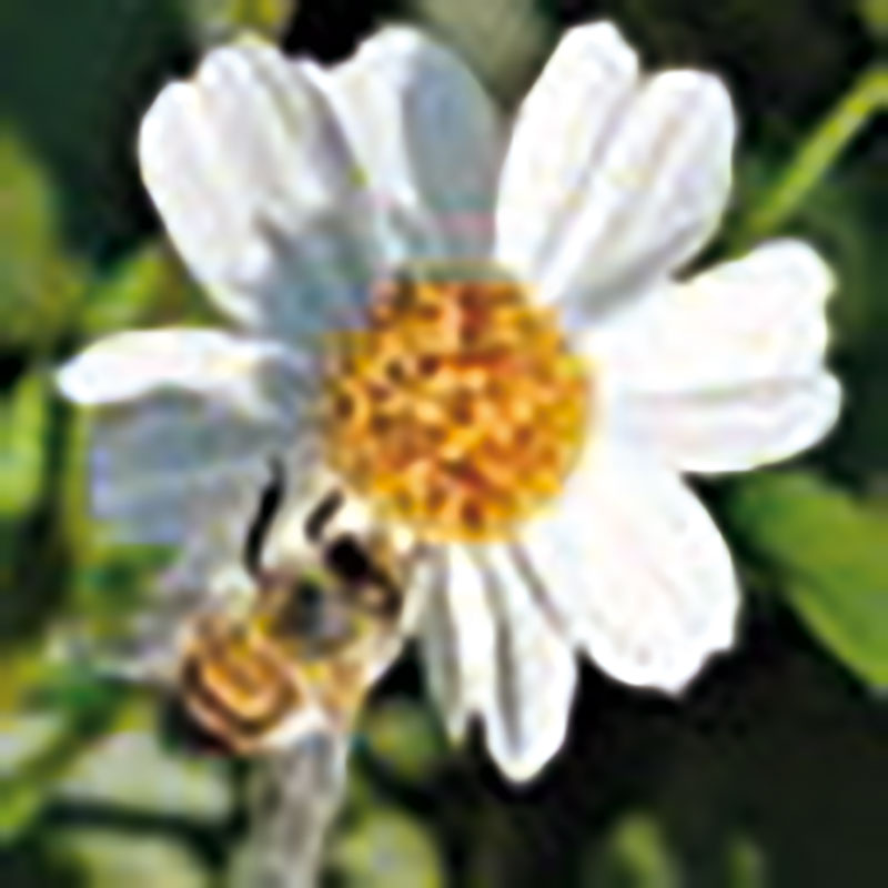 El romerillo tiene muy buenos efectos sobre nuestra salud