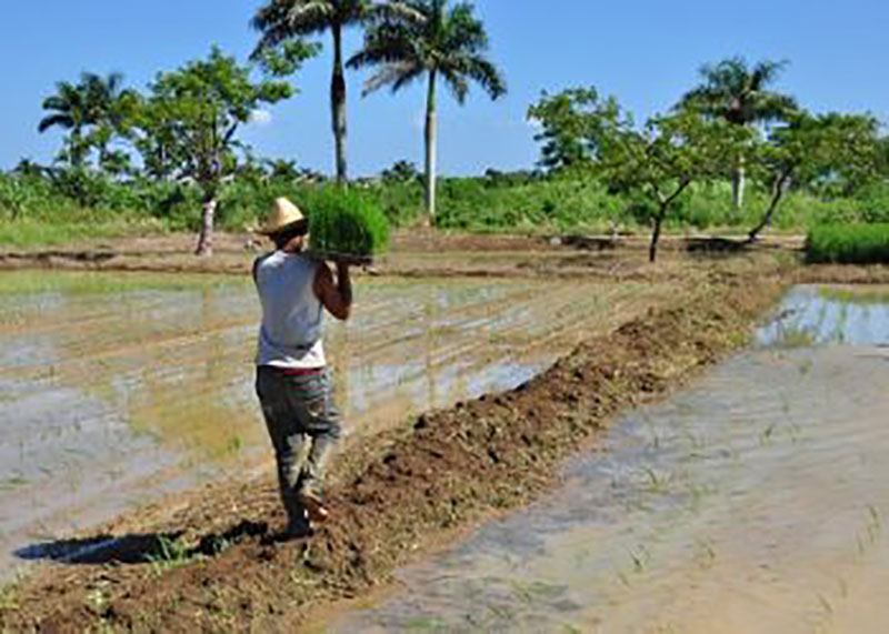 De la calidad de las semillas de arroz dependerá el resto de los procesos y el rendimiento final