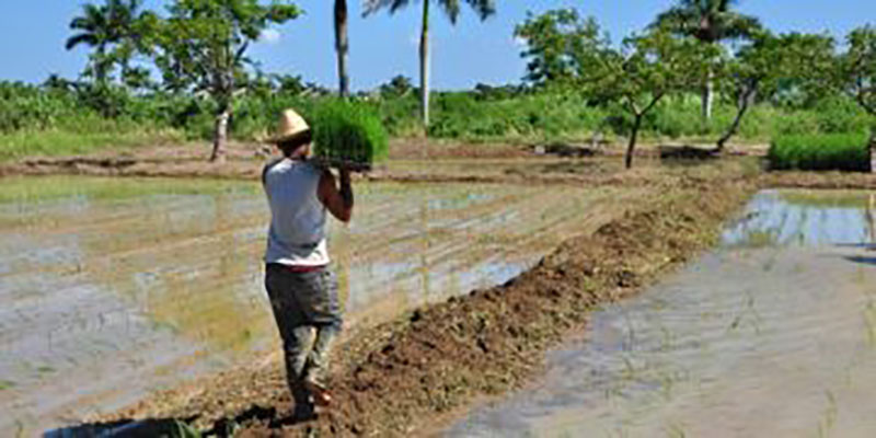 De la calidad de las semillas de arroz dependerá el resto de los procesos y el rendimiento final