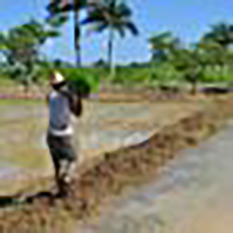 De la calidad de las semillas de arroz dependerá el resto de los procesos y el rendimiento final