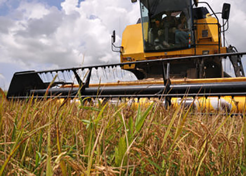 Cosecha -de- arroz