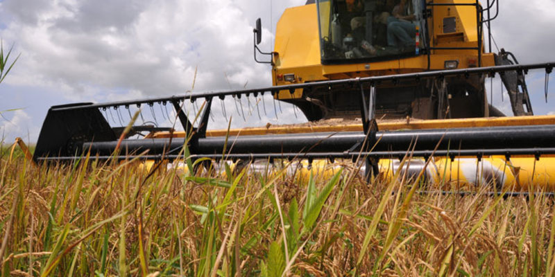 Cosecha -de- arroz