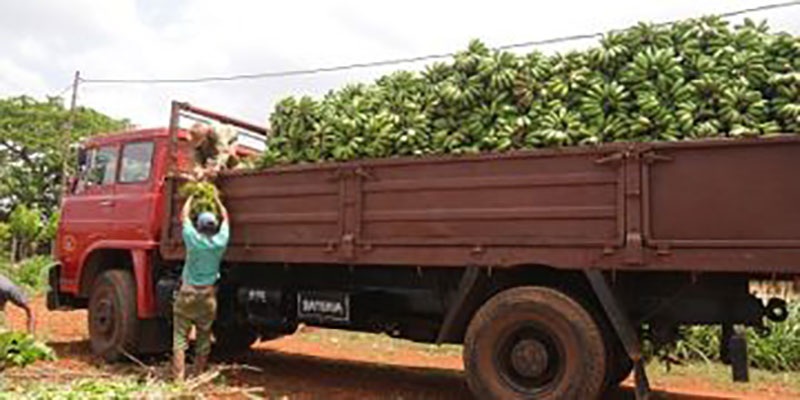 Producir alimentos suficientes para autoabastecernos es tarea de primer orden para nuestros agricultores