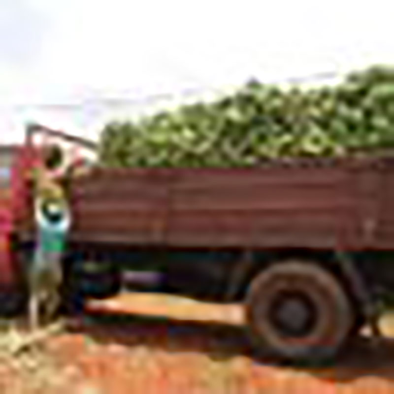 Producir alimentos suficientes para autoabastecernos es tarea de primer orden para nuestros agricultores