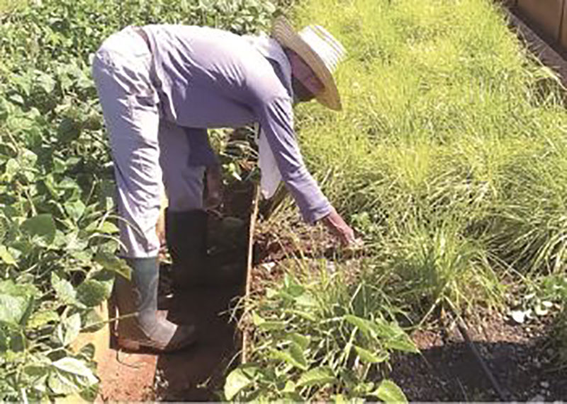 Librada mantiene limpios los canteros / Foto: Humberto Lister