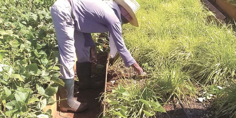Librada mantiene limpios los canteros / Foto: Humberto Lister