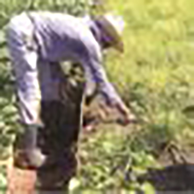 Librada mantiene limpios los canteros / Foto: Humberto Lister