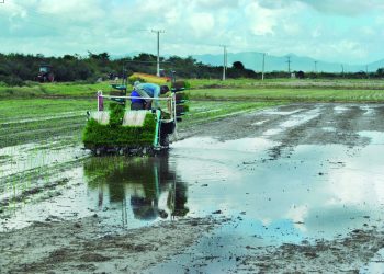 Las lluvias favorecen la cosecha y siembra de nuevas áreas de arroz/ Foto: Archivo