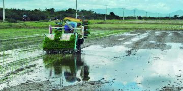 Las lluvias favorecen la cosecha y siembra de nuevas áreas de arroz/ Foto: Archivo
