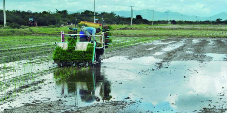 Las lluvias favorecen la cosecha y siembra de nuevas áreas de arroz/ Foto: Archivo