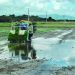 Las lluvias favorecen la cosecha y siembra de nuevas áreas de arroz/ Foto: Archivo