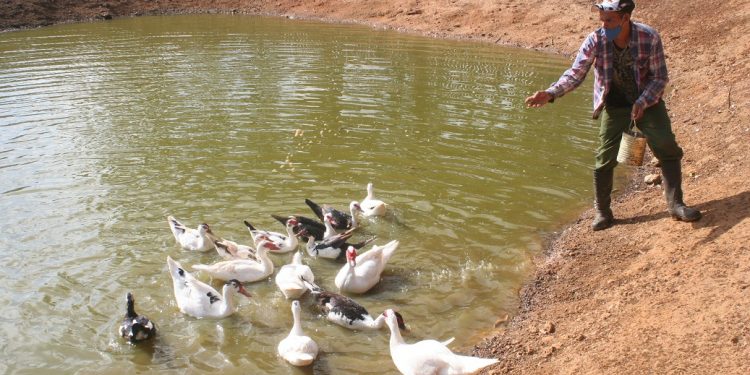 La finca se concretó en medio de grandes dificultades