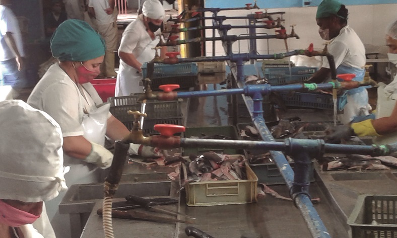 Dos brigadas de procesadoras laboran en jornadas alternas