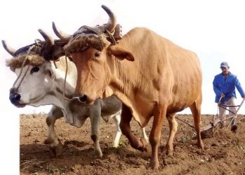EL PAGO de la deuda a los productores, devolvió brío y sueños a los campesinos de la finca El Carabalí