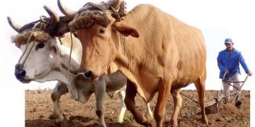 EL PAGO de la deuda a los productores, devolvió brío y sueños a los campesinos de la finca El Carabalí