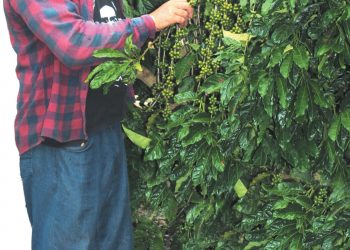 LAS 67 HECTÁREAS de El Brujo un día tendrán café en su totalidad, asegura el propietario