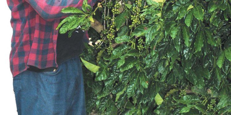 LAS 67 HECTÁREAS de El Brujo un día tendrán café en su totalidad, asegura el propietario