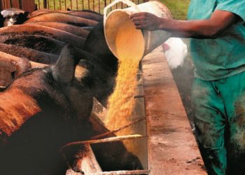 Cerdo criollo: una vuelta a las raíces