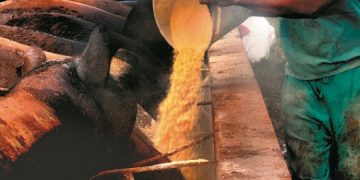 Cerdo criollo: una vuelta a las raíces