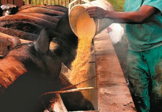 Cerdo criollo: una vuelta a las raíces