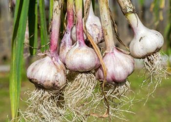 Más ciencia al surco