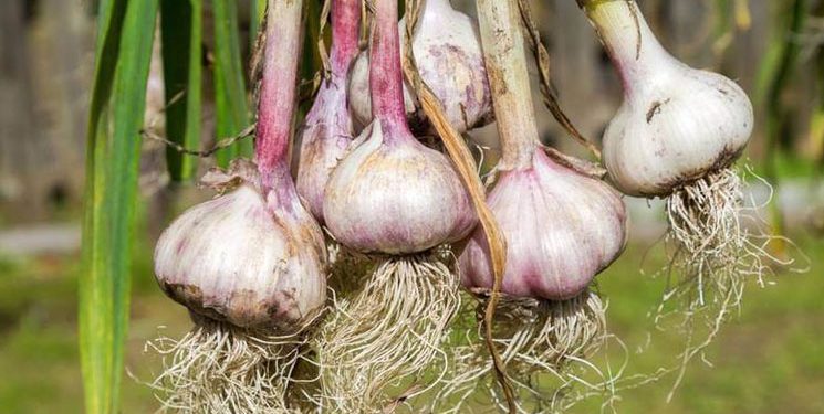 Más ciencia al surco