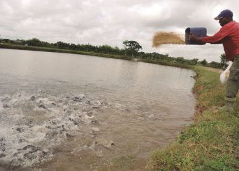 Los alevines crecen según la atención y la alimentación / Foto: Otoniel Márquez (Archivo)