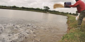 Los alevines crecen según la atención y la alimentación / Foto: Otoniel Márquez (Archivo)