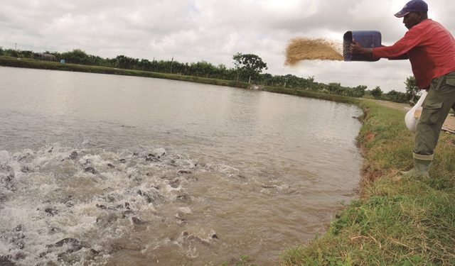 Los alevines crecen según la atención y la alimentación / Foto: Otoniel Márquez (Archivo)