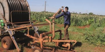 El sistema de riego por aspersión imita el agua de lluvia, con lo cual la calidad de la entrega y el ahorro de agua son muy superiores a lo que se logra con el aniego o la distribución por surcos / Foto: Otoniel Márquez