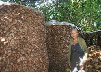 El coco seco que utilizaría como combustible… lo dispuso a fin de ambientar el patio de su casa