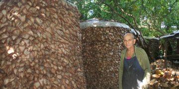 El coco seco que utilizaría como combustible… lo dispuso a fin de ambientar el patio de su casa