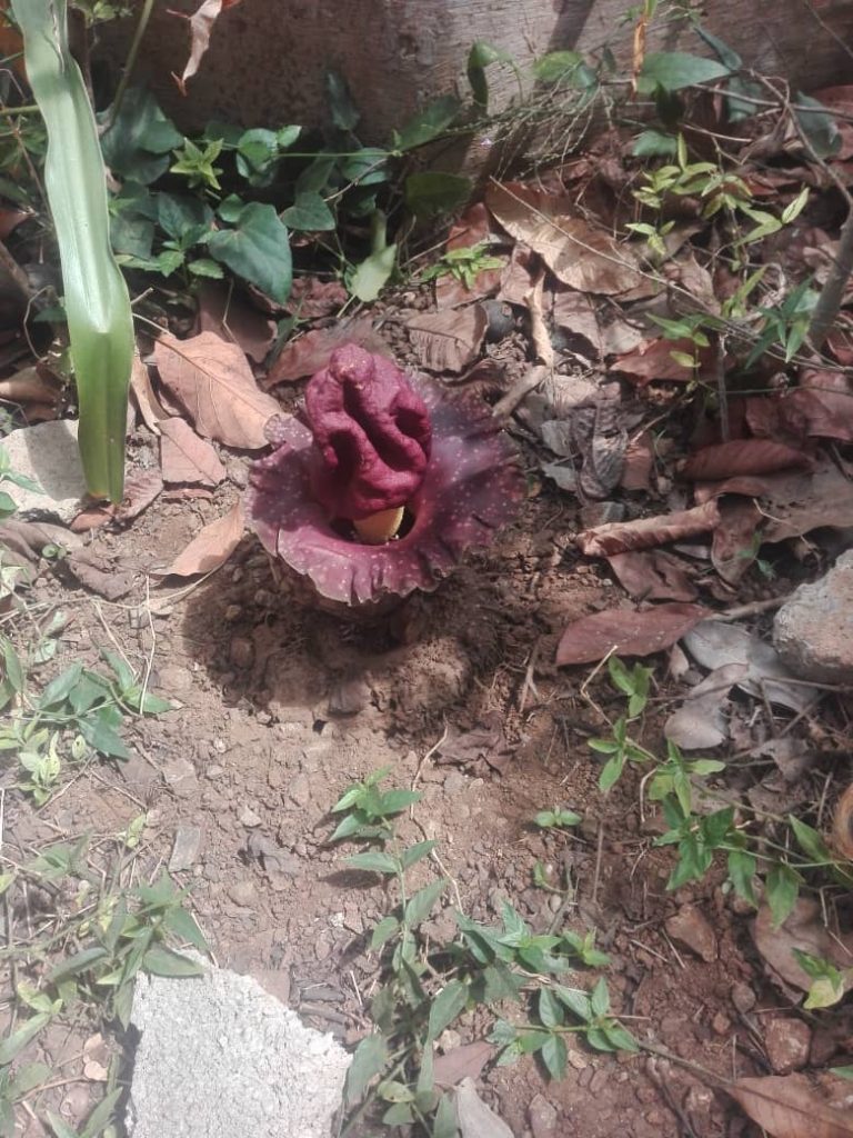 Todo parece indicar que se trata de una variedad de la flor cadáver