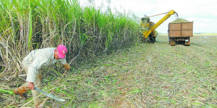 Vicisitudes de una zafra