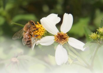 Las abejas son muy necesarias para el equilibrio en la naturaleza / Fotos: Otoniel Márquez