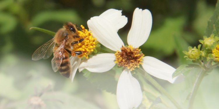 Las abejas son muy necesarias para el equilibrio en la naturaleza / Fotos: Otoniel Márquez