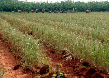 Desarrollo local… desde el surco