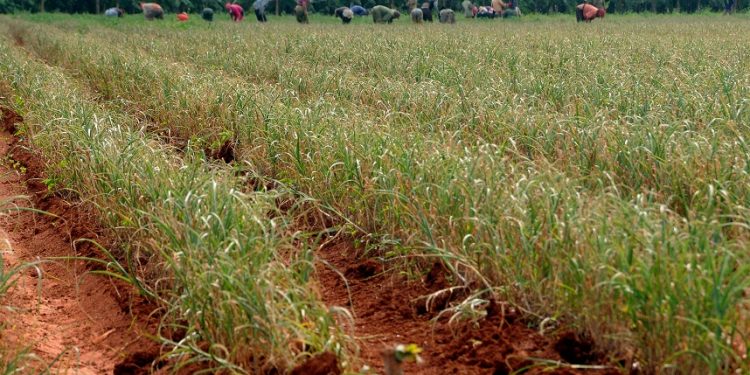 Desarrollo local… desde el surco